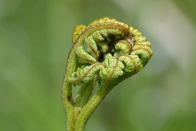 Fotosentez hızını etkileyen faktörler 