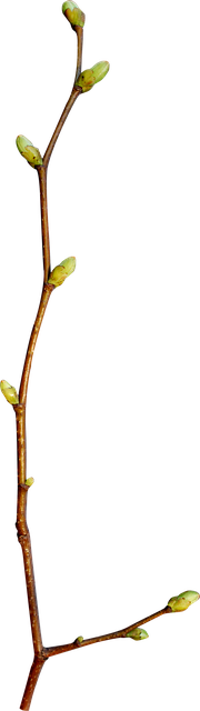 Homeostasinin sağlanmasında böbreklerin rolü Homeostasinin sağlanmasında böbreklerin rolü